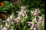 Horsemint
