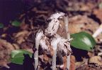 Indian Pipe