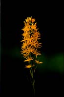 Bog Asphodel