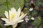 Fragrant or White Water-lily 