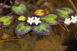 Floating-heart - Nymphoides cordata - pg# 150