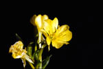 Common Evening-Primrose