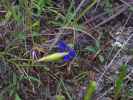 Pine-barren Gentian