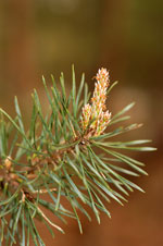 Pine, Scrub/Jersey - Pinus virginiana - pg# 108