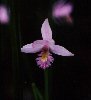 Rose Pogonia