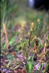 Nuttall's Milkwort