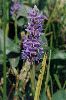 Pickerelweed 