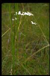 Lance-leaved Sabatia