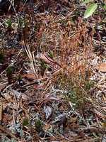 Curly-grass Fern