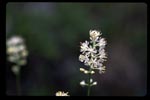 False Asphodel