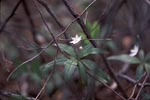 Star-flower - Trientalis borealis - pg# 198