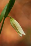 Pine-barren Bellwort