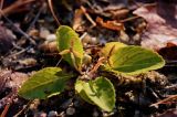 Violet, Primrose-leaved - Viola primulifolia - pg# 192