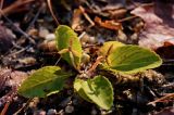 Primrose-leaved Violet