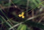 Yellow-eyed Grass