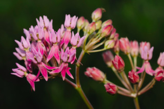 Red Milkweed