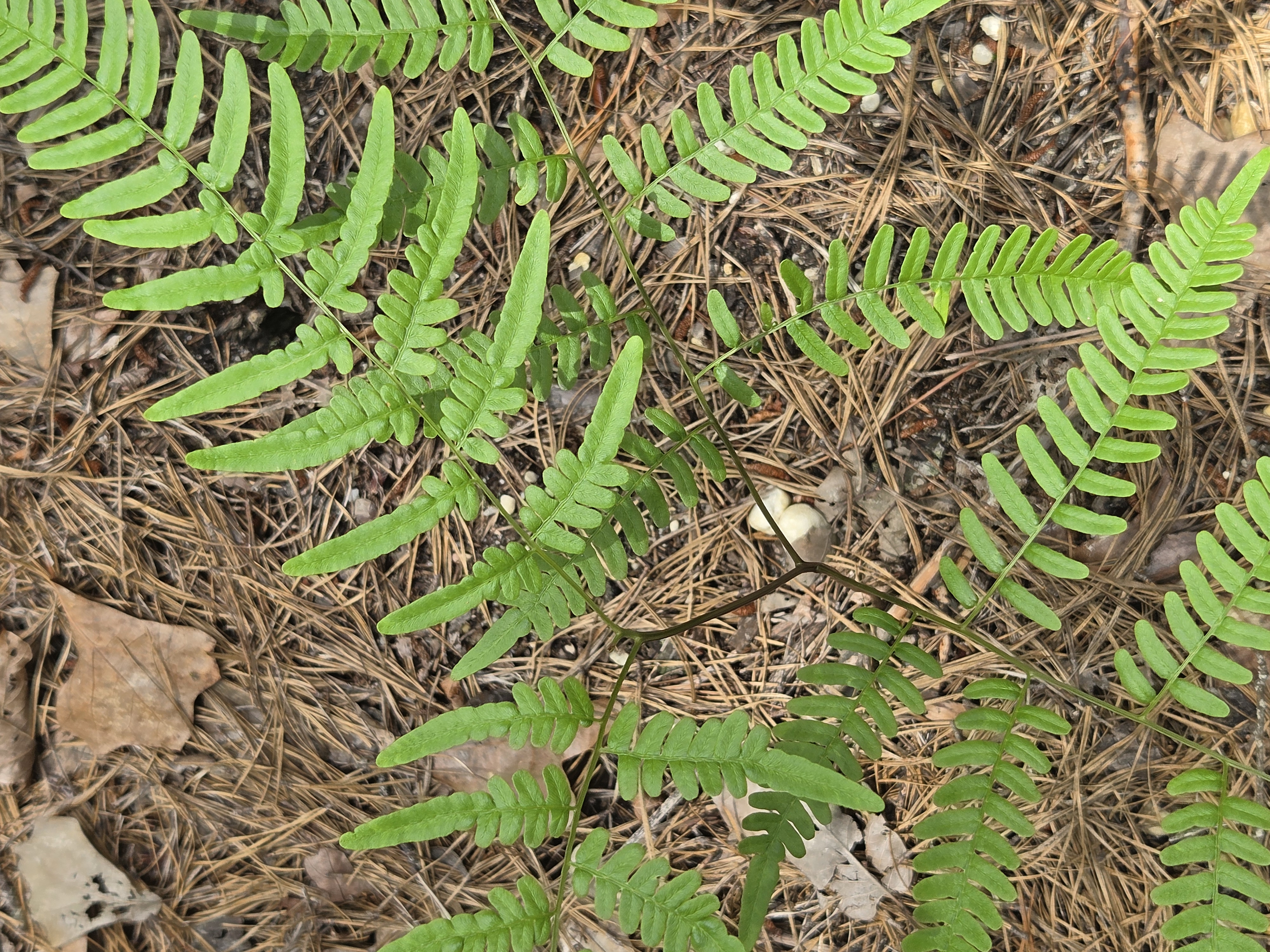 Bracken Fern photograph