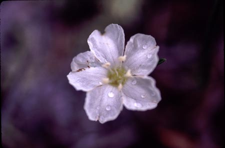 Pickering's Morning-glory
