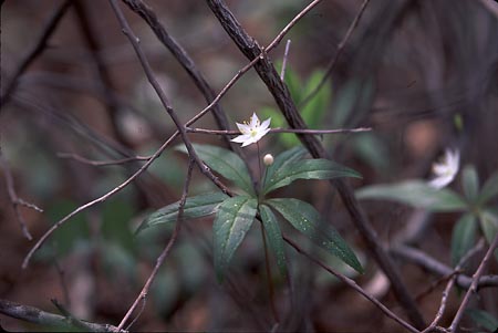 Star-flower photograph