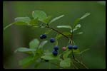 Dangleberry - Gaylussacia frondosa - pg# 130