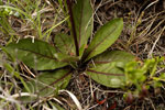 Vein-leaved Hawkweed or Rattlesnake-weed - Hieracium venosum - pg# 220