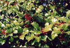 Holly, American - Ilex opaca - pg# 116