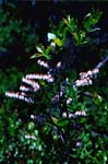 Fetter-bush - Leucothoe racemosa - pg# 128