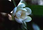 Magnolia, Sweet Bay/Swmp - Magnolia virginiana - pg# 114