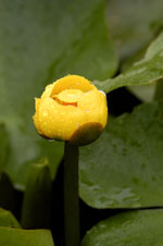 Spatterdock, Yellow Pond - Nuphar variegatum - pg# 150