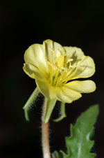 Cut-leaved Evening-primrose - Oenothera laciniata - pg# 196