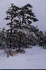 Pine, Pitch - Pinus rigida - pg# 108