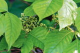 Ivy, Poison - Rhus radicans - pg# 140
