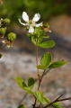 Blackberry, Sand - Rubus cuneifolius - pg# 122