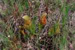 Pitcher-plant - Sarracenia purpurea - pg# 154