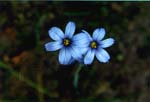 Eastern Blue-eyed Grass - Sisyrinchium atlanticum - pg# 176