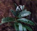 Laurel Leaved Greenbriar