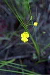 Bladderwort, Fibrous - Utricularia fibrosa - pg# 150