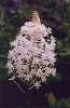 Turkeybeard - Xerophyllum asphodeloides - pg# 174